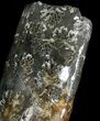 Free-Standing Fossil Baculite - Pierre Shale #22795-3